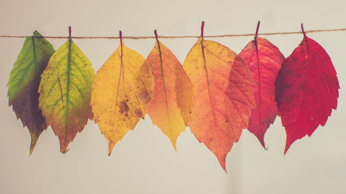 Colorful autumn leaves hanging on a string, transitioning from green to red, symbolizing the balance and transformation of the Autumn Equinox.