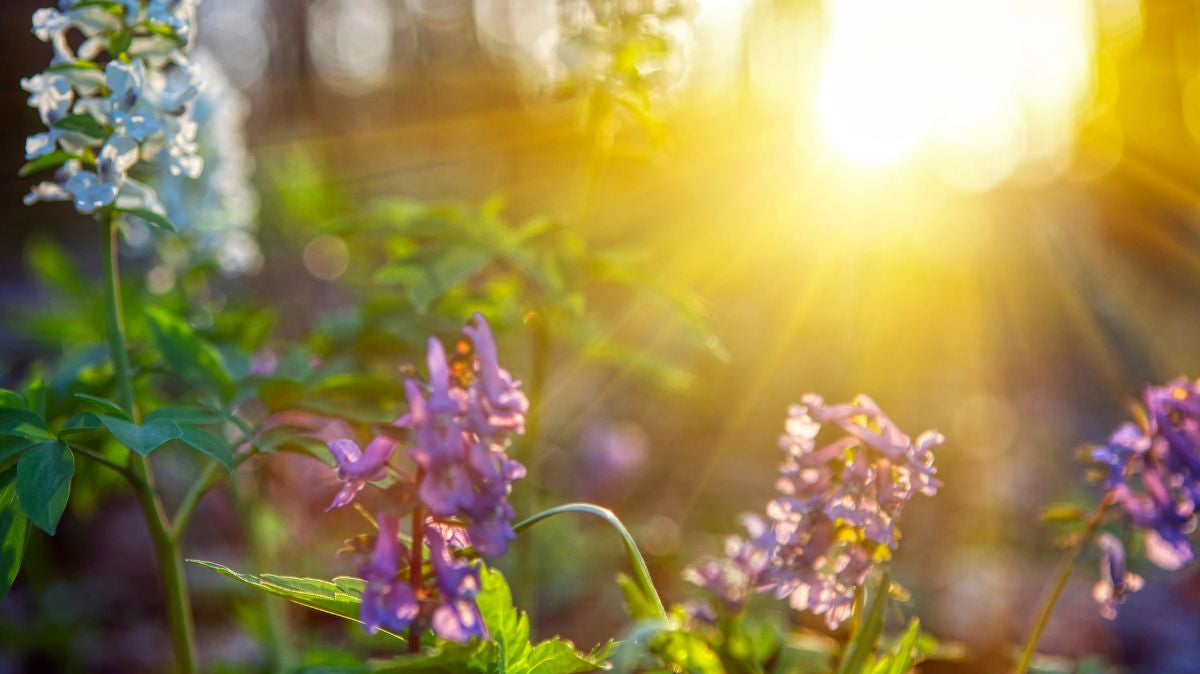 Spring Equinox, a Celestial Reawakening and Bella Vita's Artisan Jewelry