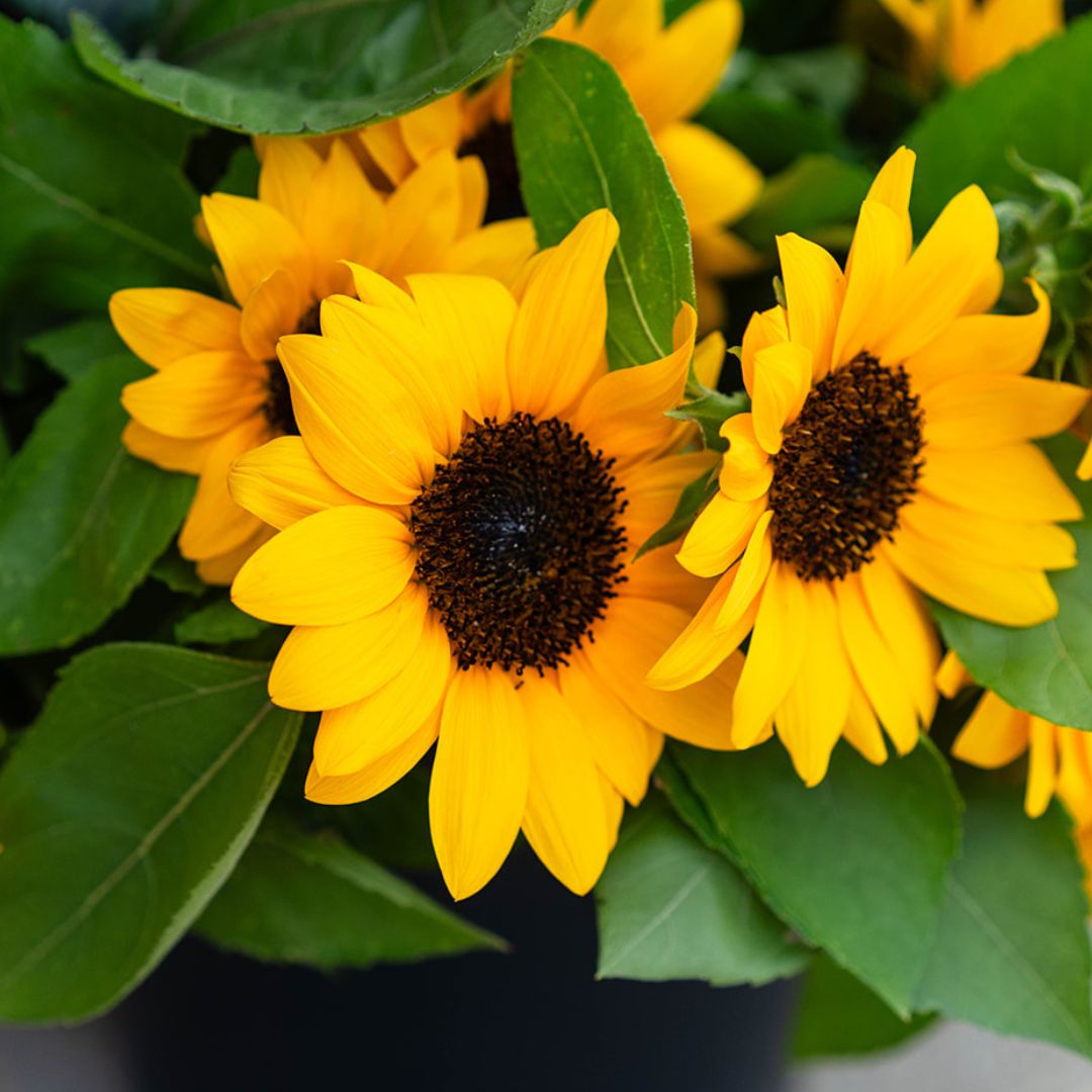 Bright yellow sunflowers with fresh green leaves, part of Bella Vita’s locally grown flower collection.