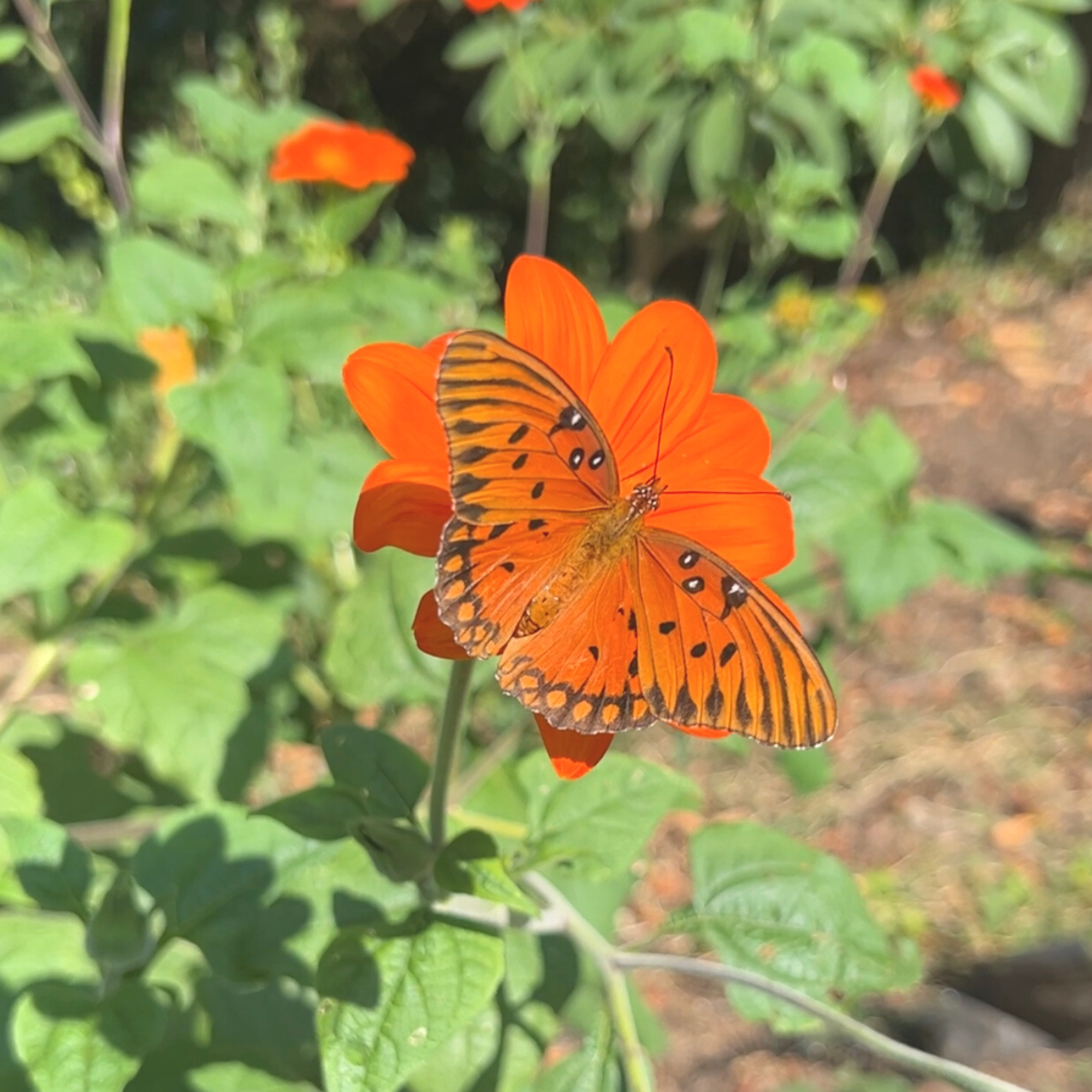 Mexican Sunflower Tarot Garden + Gift Seed Packet Sow the Magic