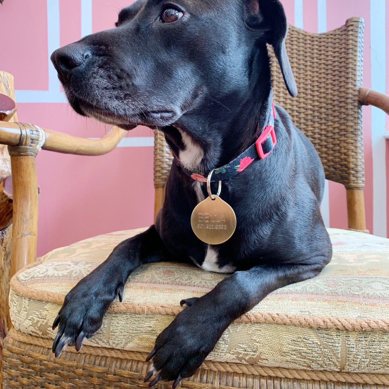 Pet ID Tag Key Chains Bella Vita Jewelry