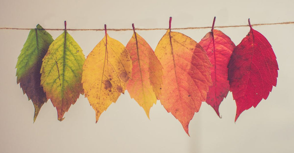 Colorful autumn leaves hanging on a string, transitioning from green to red, symbolizing the balance and transformation of the Autumn Equinox.