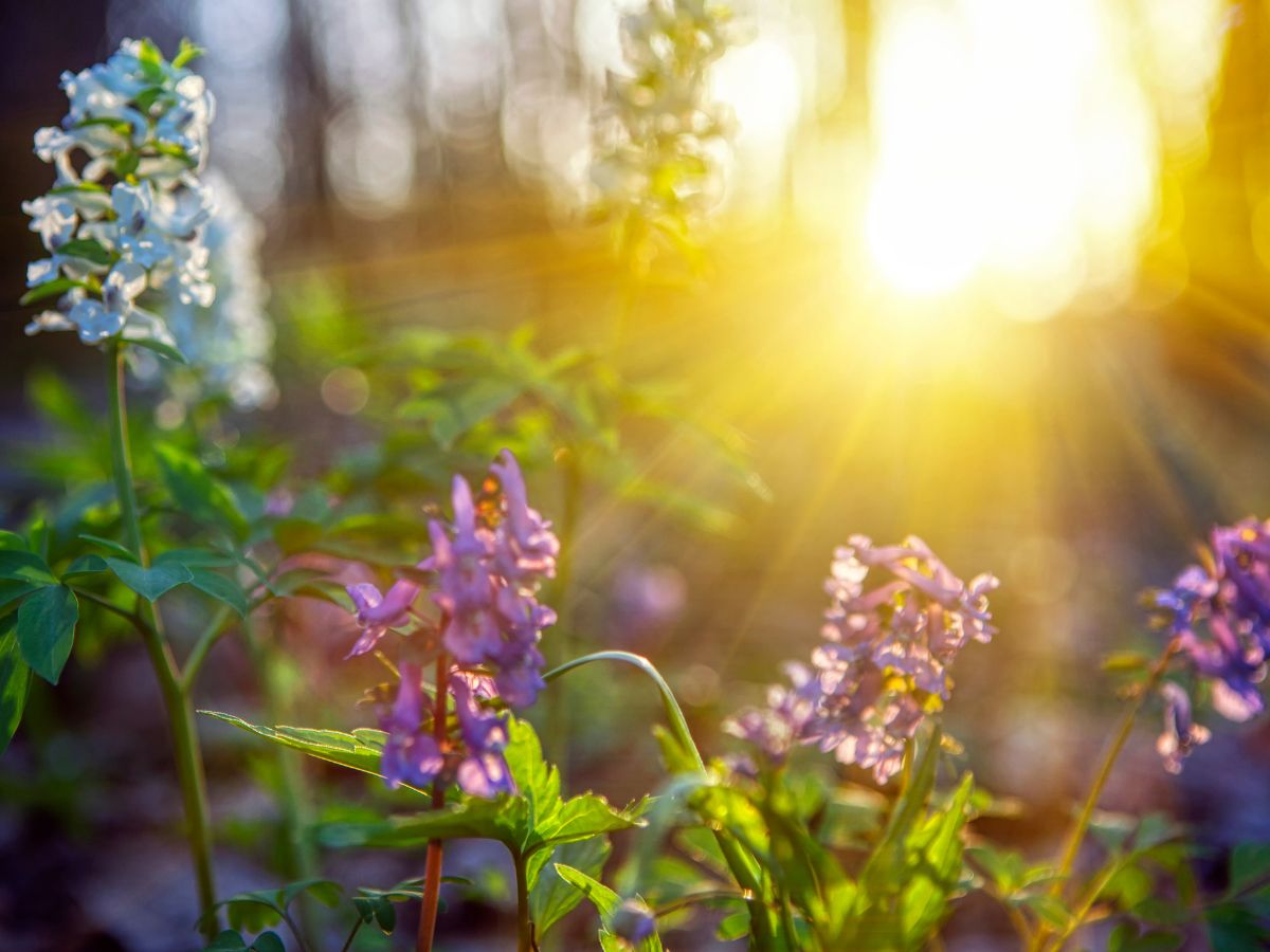 Spring Equinox, a Celestial Reawakening and Bella Vita's Artisan Jewelry