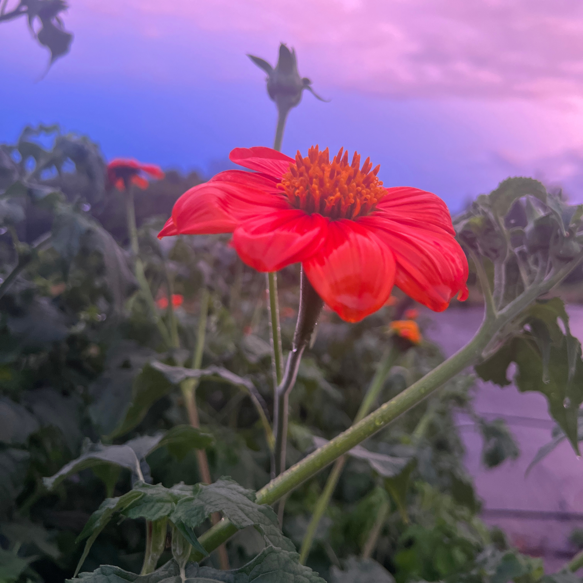 Mexican Sunflower Tarot Garden + Gift Seed Packet Sow the Magic