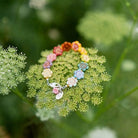 Flower Power Bracelet II Beaded Bangles Bella Vita Jewelry   